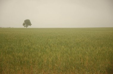 Kuzey Arjantin 'deki altın buğday tarlaları