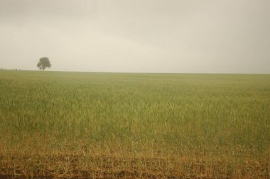 Kuzey Arjantin 'deki altın buğday tarlaları
