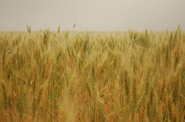 Kuzey Arjantin 'deki altın buğday tarlaları