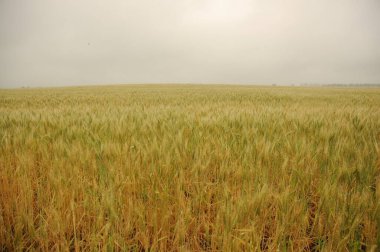 Kuzey Arjantin 'deki altın buğday tarlaları