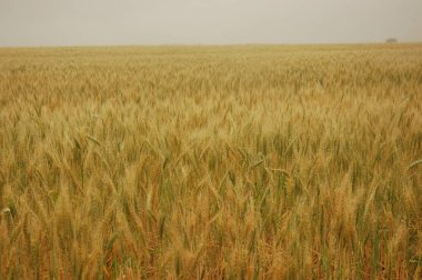 Kuzey Arjantin 'deki altın buğday tarlaları