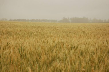 Kuzey Arjantin 'deki altın buğday tarlaları