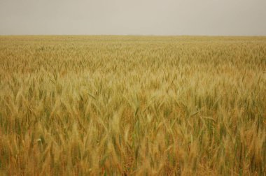 Kuzey Arjantin 'deki altın buğday tarlaları