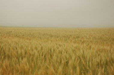 Kuzey Arjantin 'deki altın buğday tarlaları