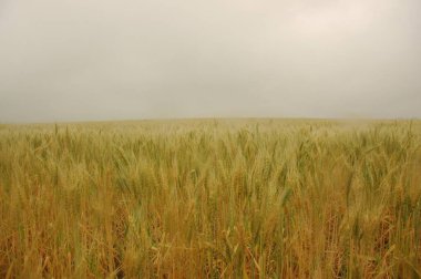 Kuzey Arjantin 'deki altın buğday tarlaları