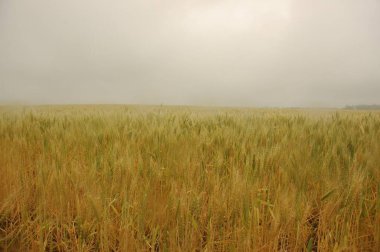 Kuzey Arjantin 'deki altın buğday tarlaları