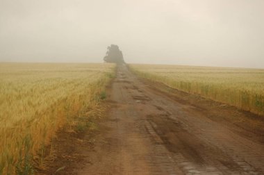 Kuzey Arjantin 'deki altın buğday tarlaları
