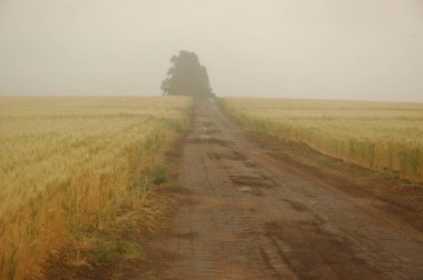 Kuzey Arjantin 'deki altın buğday tarlaları