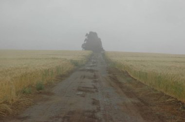 Kuzey Arjantin 'deki altın buğday tarlaları