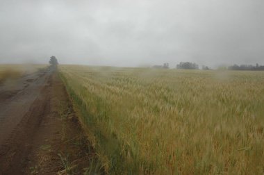 Kuzey Arjantin 'deki altın buğday tarlaları