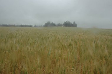 Kuzey Arjantin 'deki altın buğday tarlaları