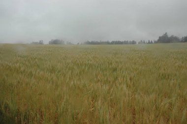 Kuzey Arjantin 'deki altın buğday tarlaları