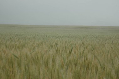 Kuzey Arjantin 'deki altın buğday tarlaları