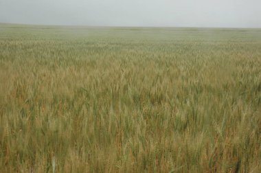 Kuzey Arjantin 'deki altın buğday tarlaları