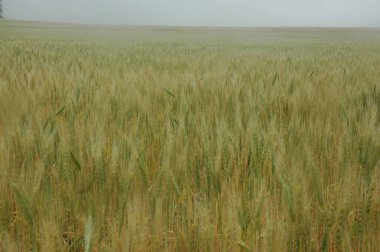 Kuzey Arjantin 'deki altın buğday tarlaları