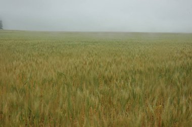 Kuzey Arjantin 'deki altın buğday tarlaları