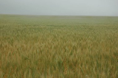 Kuzey Arjantin 'deki altın buğday tarlaları