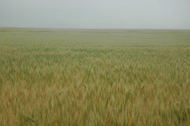 Kuzey Arjantin 'deki altın buğday tarlaları