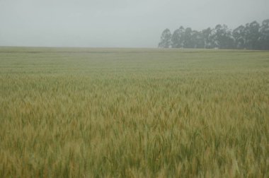 Kuzey Arjantin 'deki altın buğday tarlaları