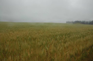 Kuzey Arjantin 'deki altın buğday tarlaları