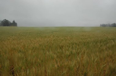 Kuzey Arjantin 'deki altın buğday tarlaları