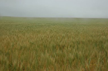 Kuzey Arjantin 'deki altın buğday tarlaları