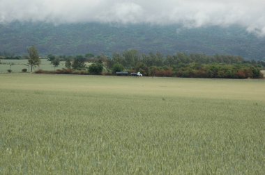 Kuzey Arjantin 'deki altın buğday tarlaları
