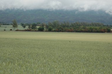 Kuzey Arjantin 'deki altın buğday tarlaları