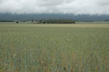 Kuzey Arjantin 'deki altın buğday tarlaları