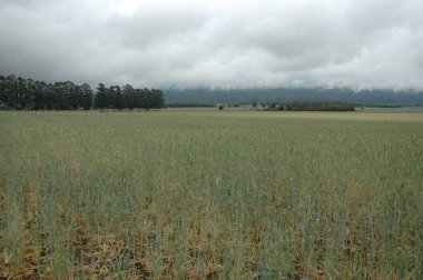 Kuzey Arjantin 'deki altın buğday tarlaları