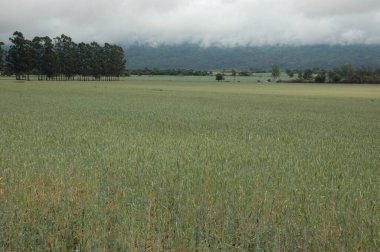 Kuzey Arjantin 'deki altın buğday tarlaları