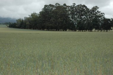 Kuzey Arjantin 'deki altın buğday tarlaları