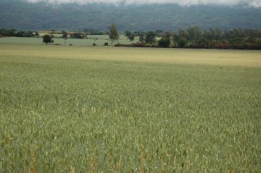 Kuzey Arjantin 'deki altın buğday tarlaları