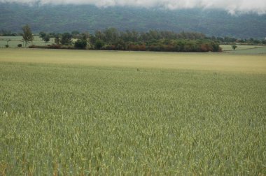 Kuzey Arjantin 'deki altın buğday tarlaları