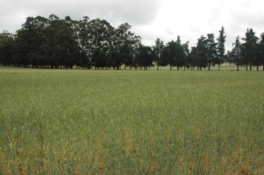 Kuzey Arjantin 'deki altın buğday tarlaları