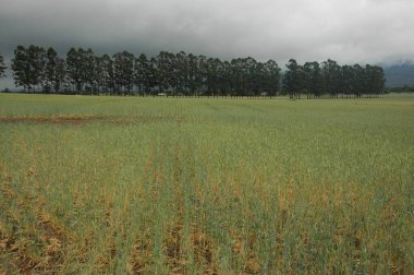 Kuzey Arjantin 'deki altın buğday tarlaları