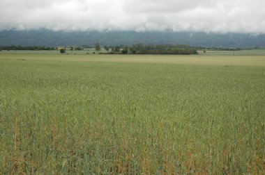 Kuzey Arjantin 'deki altın buğday tarlaları