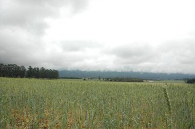 Kuzey Arjantin 'deki altın buğday tarlaları