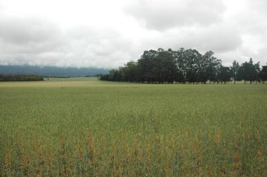 Kuzey Arjantin 'deki altın buğday tarlaları