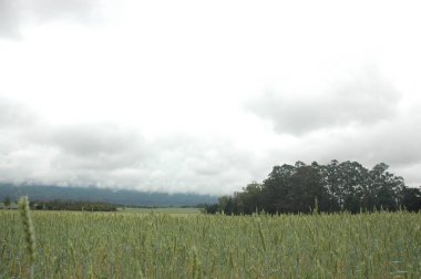 Kuzey Arjantin 'deki altın buğday tarlaları