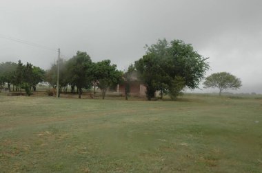 Kuzey Arjantin 'deki altın buğday tarlaları