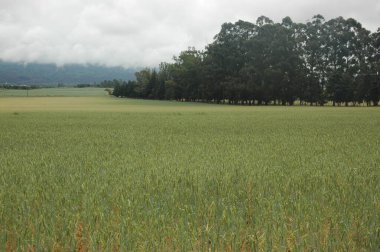 Kuzey Arjantin 'deki altın buğday tarlaları