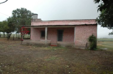 Kuzey Arjantin 'deki altın buğday tarlaları