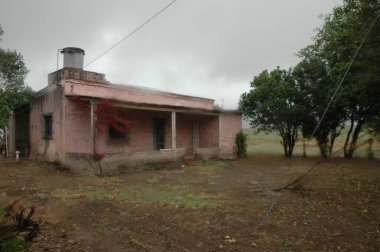Kuzey Arjantin 'deki altın buğday tarlaları