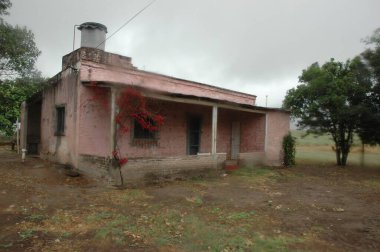 Kuzey Arjantin 'deki altın buğday tarlaları