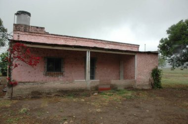 Kuzey Arjantin 'deki altın buğday tarlaları