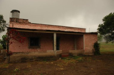 Kuzey Arjantin 'deki altın buğday tarlaları