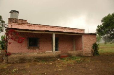 Kuzey Arjantin 'deki altın buğday tarlaları