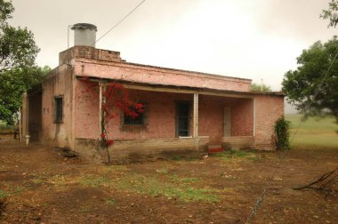 Kuzey Arjantin 'deki altın buğday tarlaları
