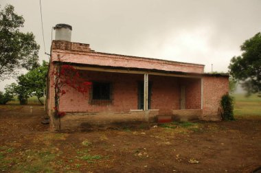 Kuzey Arjantin 'deki altın buğday tarlaları